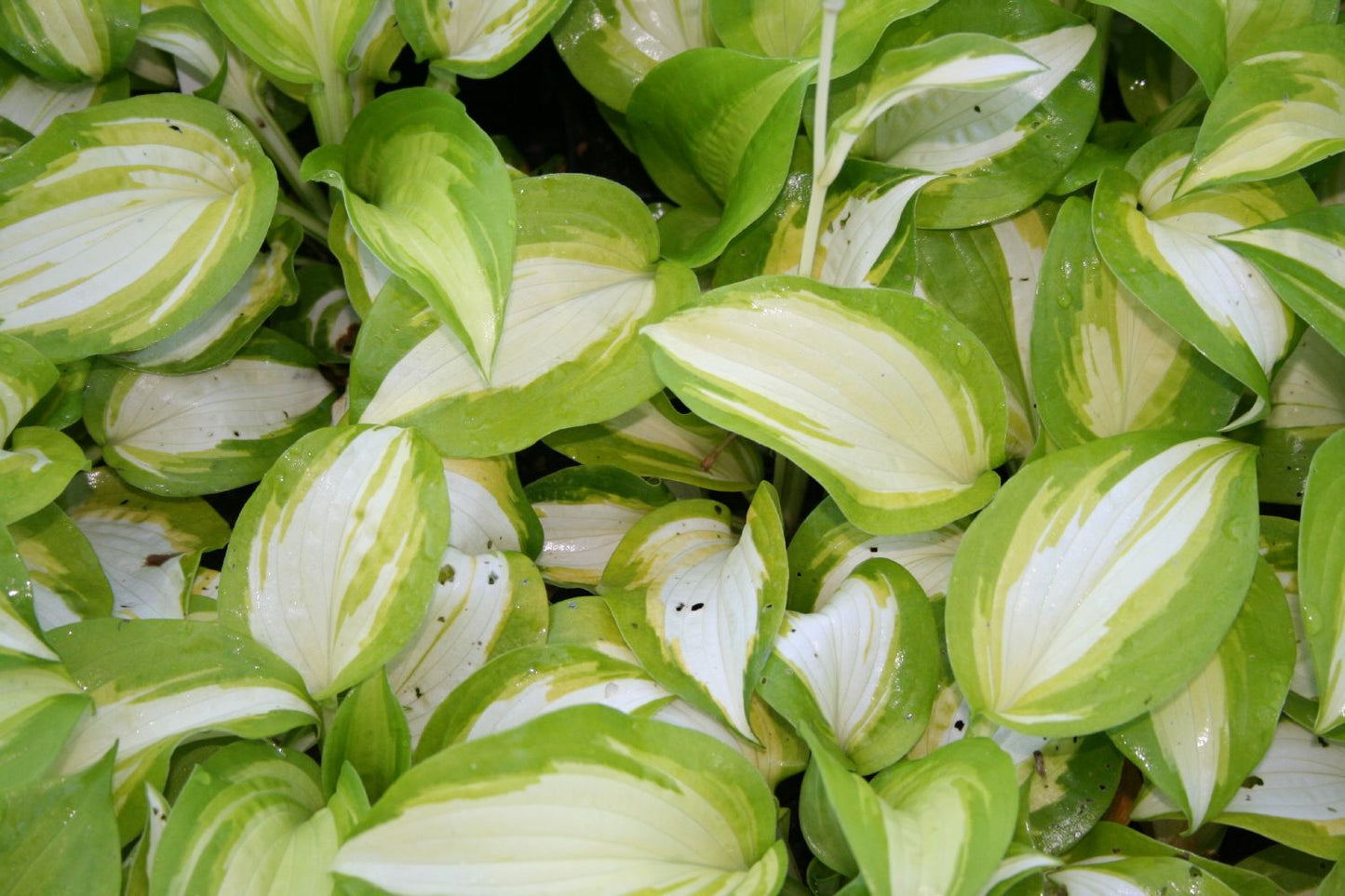 Hosta 'Summer Music' (Funkie | Herzblattlilie)