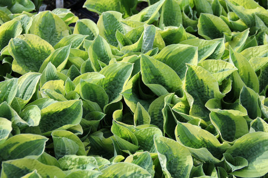 Hosta 'Wide Brim' Blaue Gelbrandfunkie  | Herzblattlilie