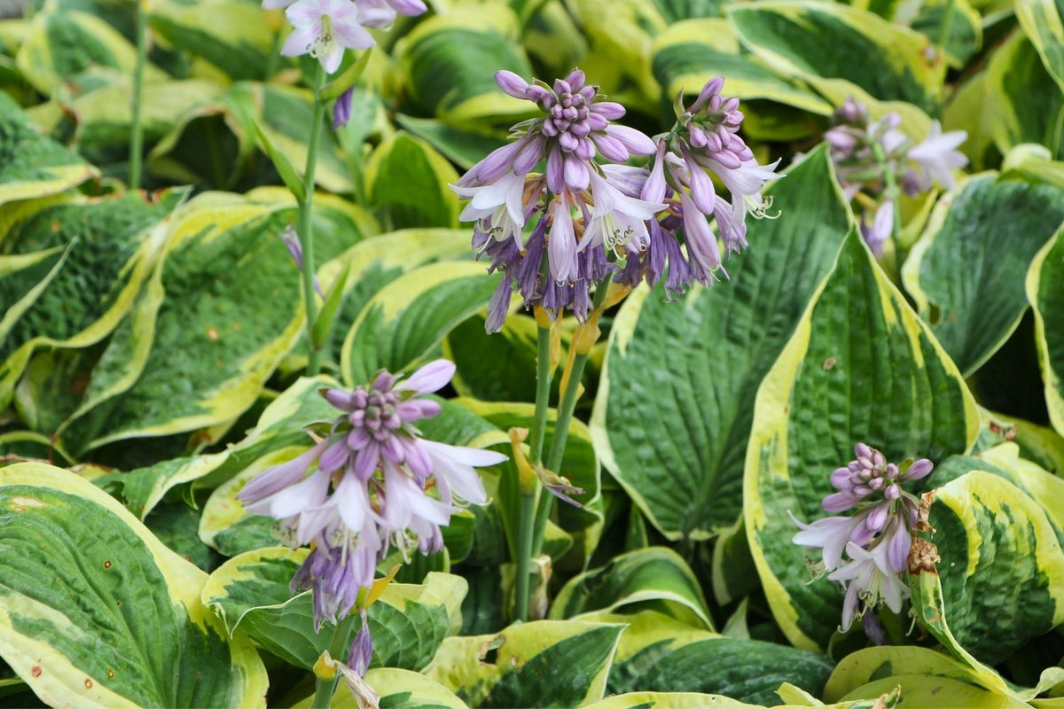 Hosta 'Wide Brim' (Blaue Gelbrandfunkie  | Herzblattlilie)