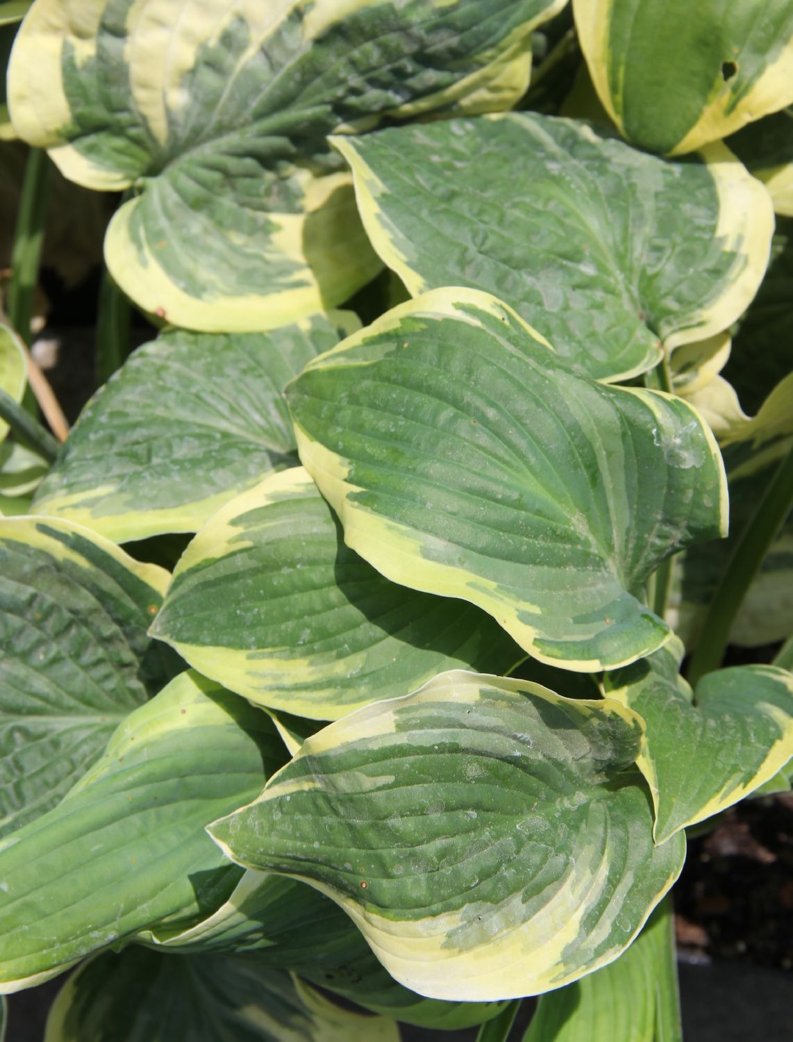 Hosta 'Wide Brim' (Blaue Gelbrandfunkie  | Herzblattlilie)
