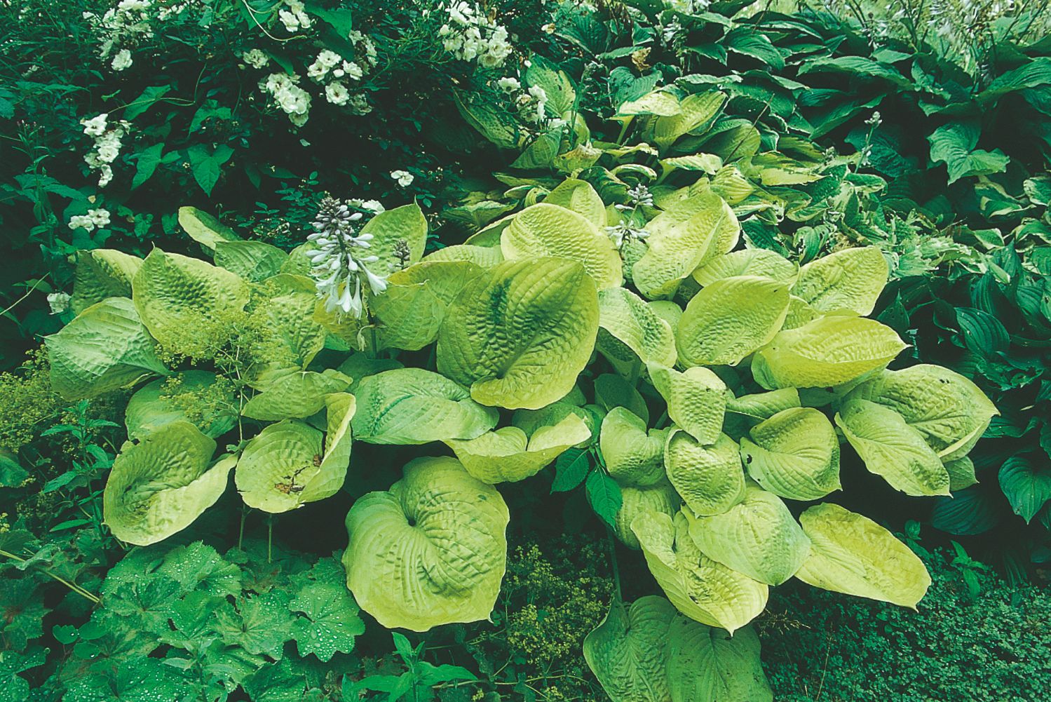 Hosta 'Zounds' Funkie | Herzblatt-Lilie