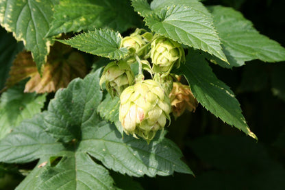 Humulus lupulus Zier-und Aromahopfen