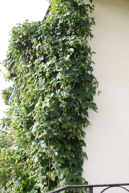 Humulus lupulus (Zier-und Aromahopfen)