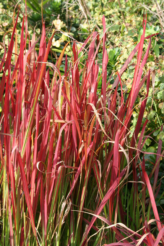 Imperata cylindrica var. koenigii 'Red Baron' Japanisches Blutgras