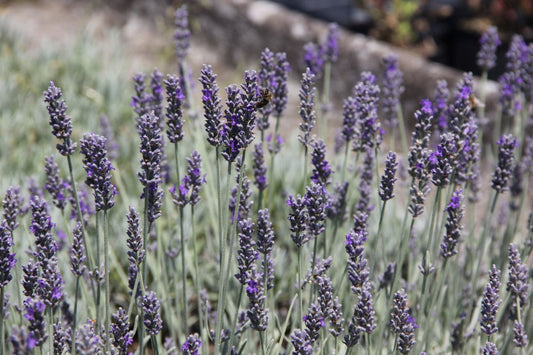 Lavandula x chaytorae 'Richard Gray' Lavendel
