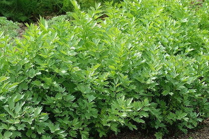 Levisticum officinale (Liebstöckel)