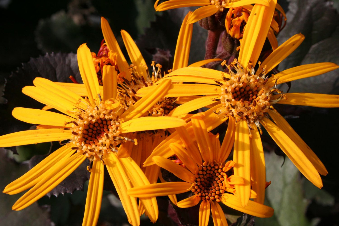 Ligularia dentata 'Britt-Marie Crawford' ® Kreuzkraut | Purpur-Greiskraut