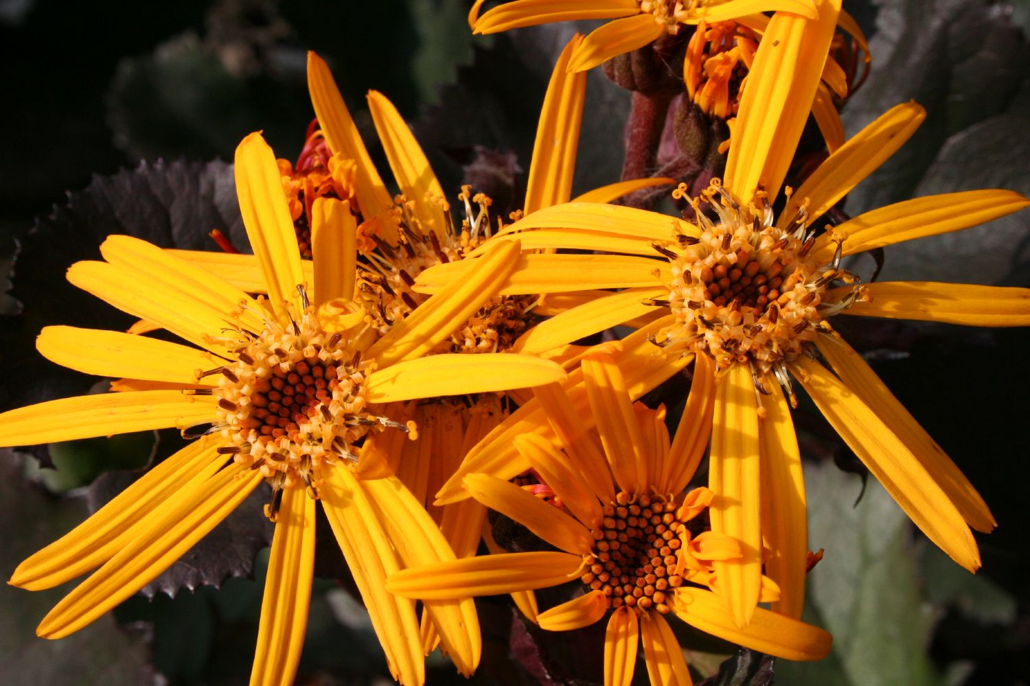 Ligularia dentata 'Britt-Marie Crawford' ® Kreuzkraut | Purpur-Greiskraut
