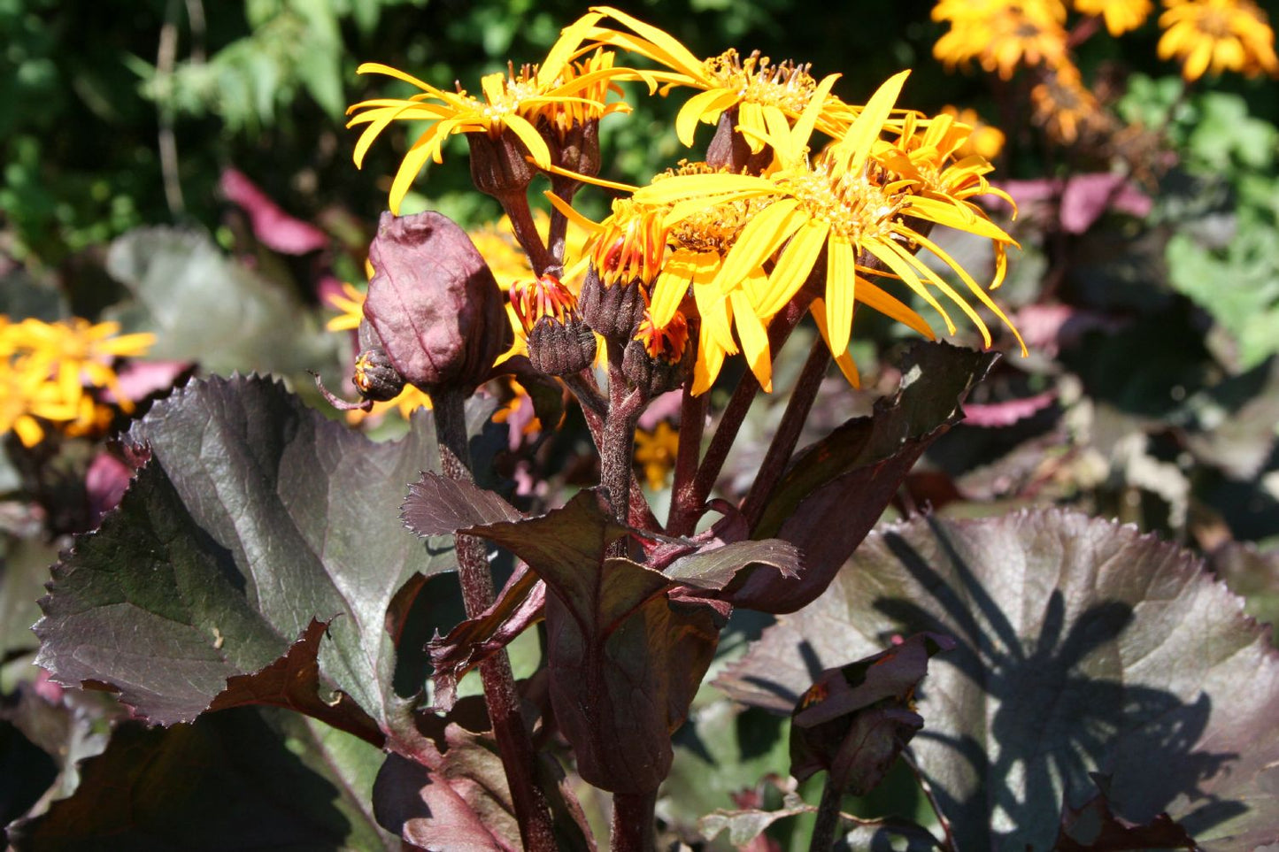 Ligularia dentata 'Britt-Marie Crawford' ® (Kreuzkraut | Purpur-Greiskraut)