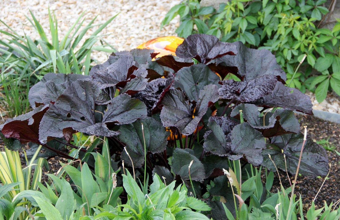 Ligularia dentata 'Britt-Marie Crawford' ® (Kreuzkraut | Purpur-Greiskraut)