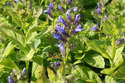 Lobelia siphilitica (Lobelie)