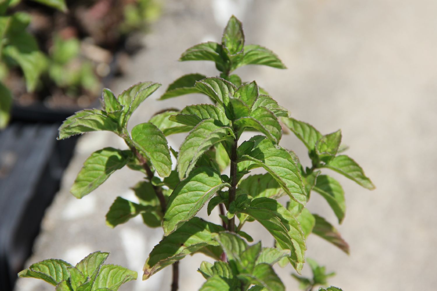 Mentha 'Orangenminze' Orangenminze