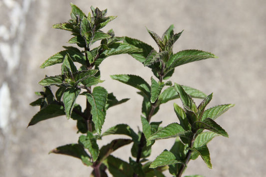 Mentha 'Schokominze' Schokominze