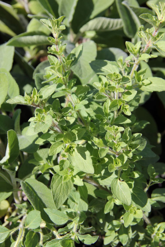 Origanum heracleoticum Griechischer Oregano