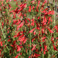 Penstemon 'Chica' Bartfaden