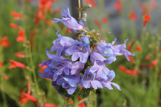 Penstemon heterophyllus 'Züriblau' Bartfaden