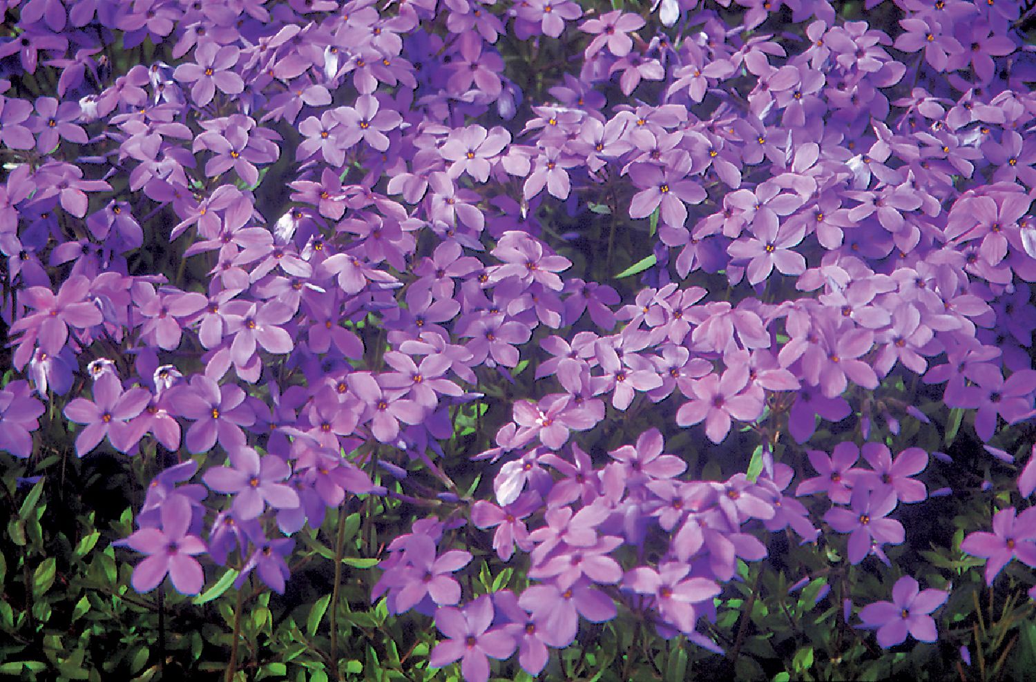 Phlox stolonifera 'Purpurea' Kanadische Flammenblume