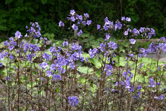 Polemonium yezoense 'Purple Rain Strain' Jakobsleiter