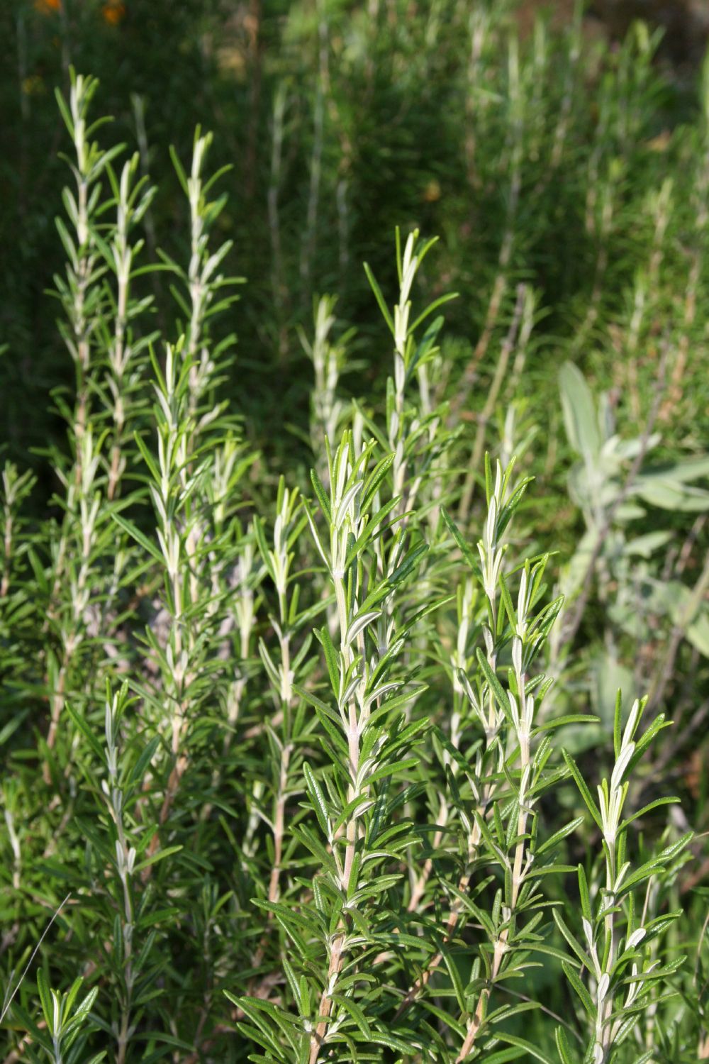 Rosmarinus officinalis 'Arp' (Rosmarin)