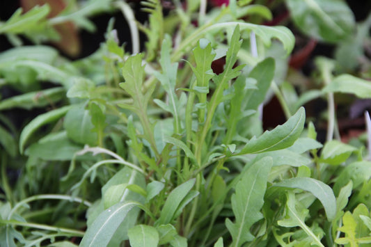 Rucola silvatica Ausdauernde Rauke