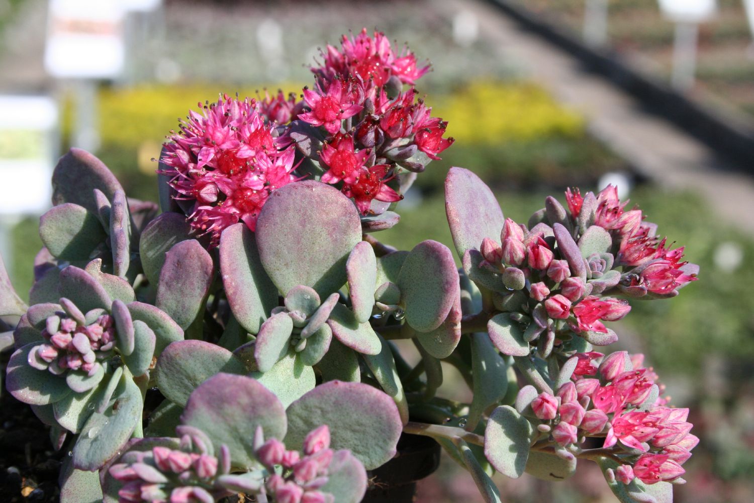 Sedum cauticola Fetthenne