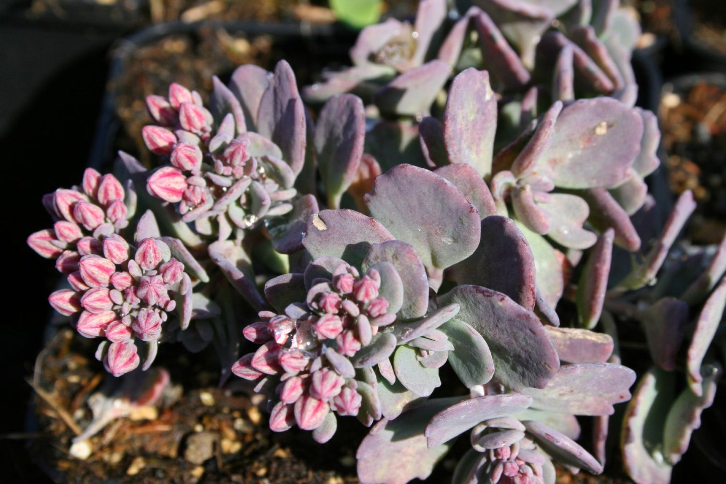 Sedum cauticola (Fetthenne)