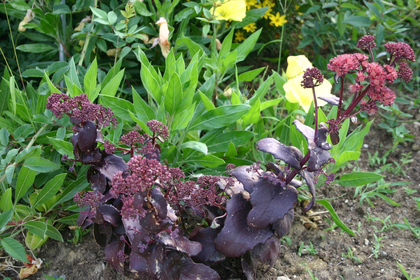 Sedum telephium 'Purple Emperor' (Fetthenne)