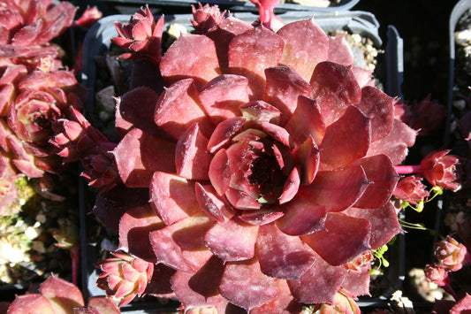 Sempervivum 'Bedivere' Hauswurz