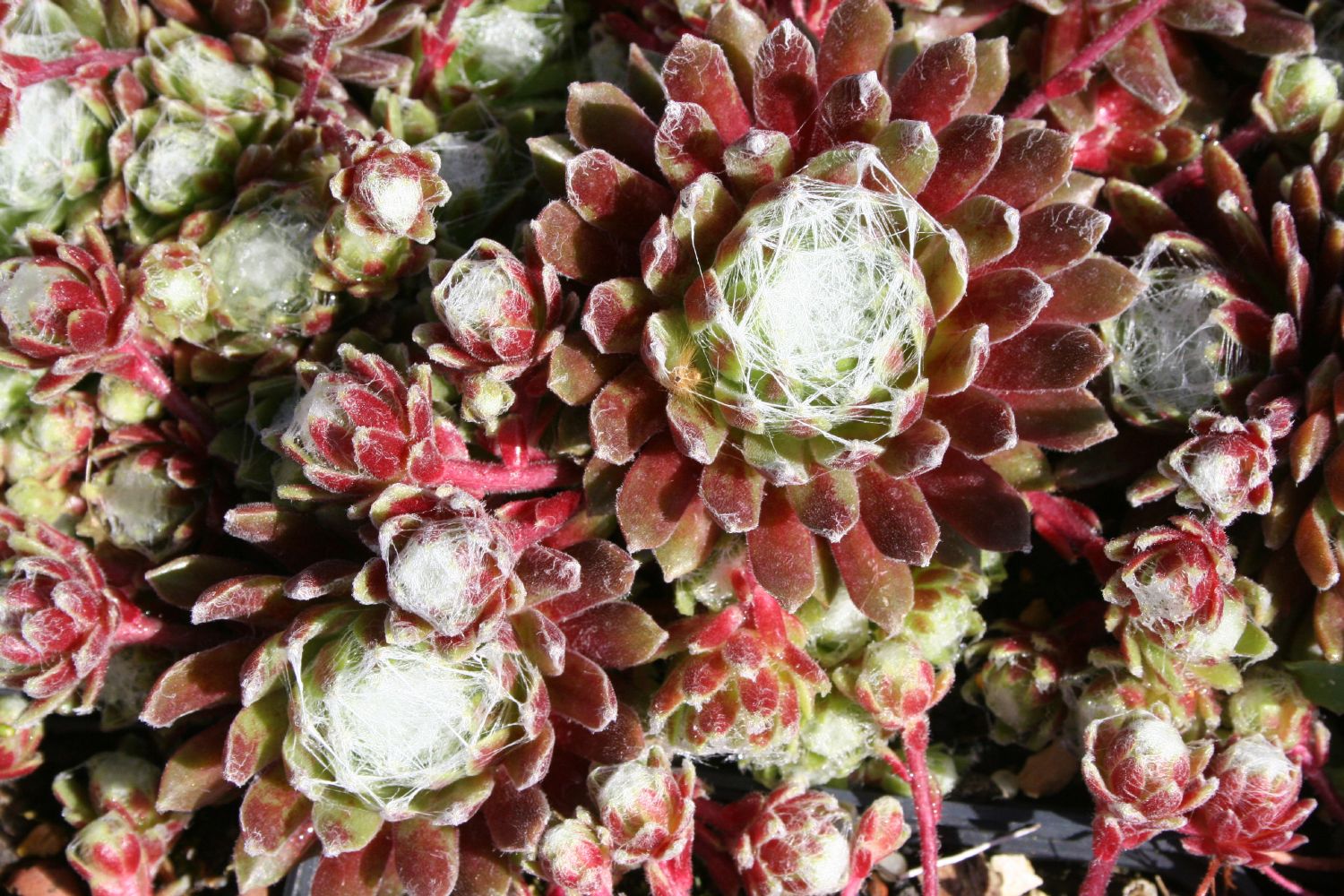 Sempervivum 'Candy Floss' Hauswurz