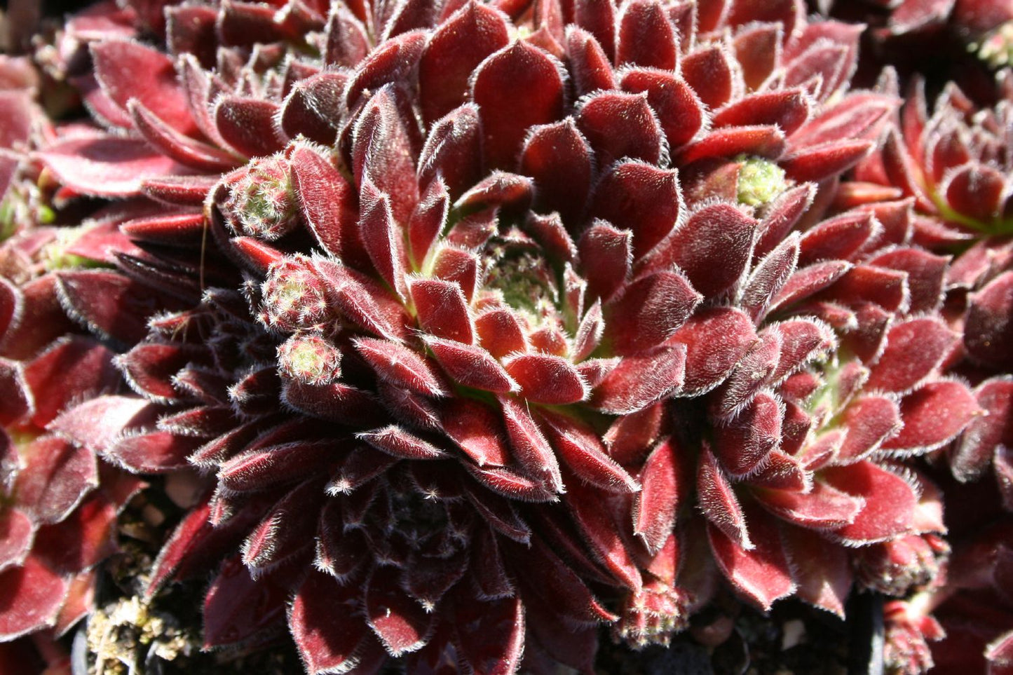 Sempervivum 'Isabella' Hauswurz