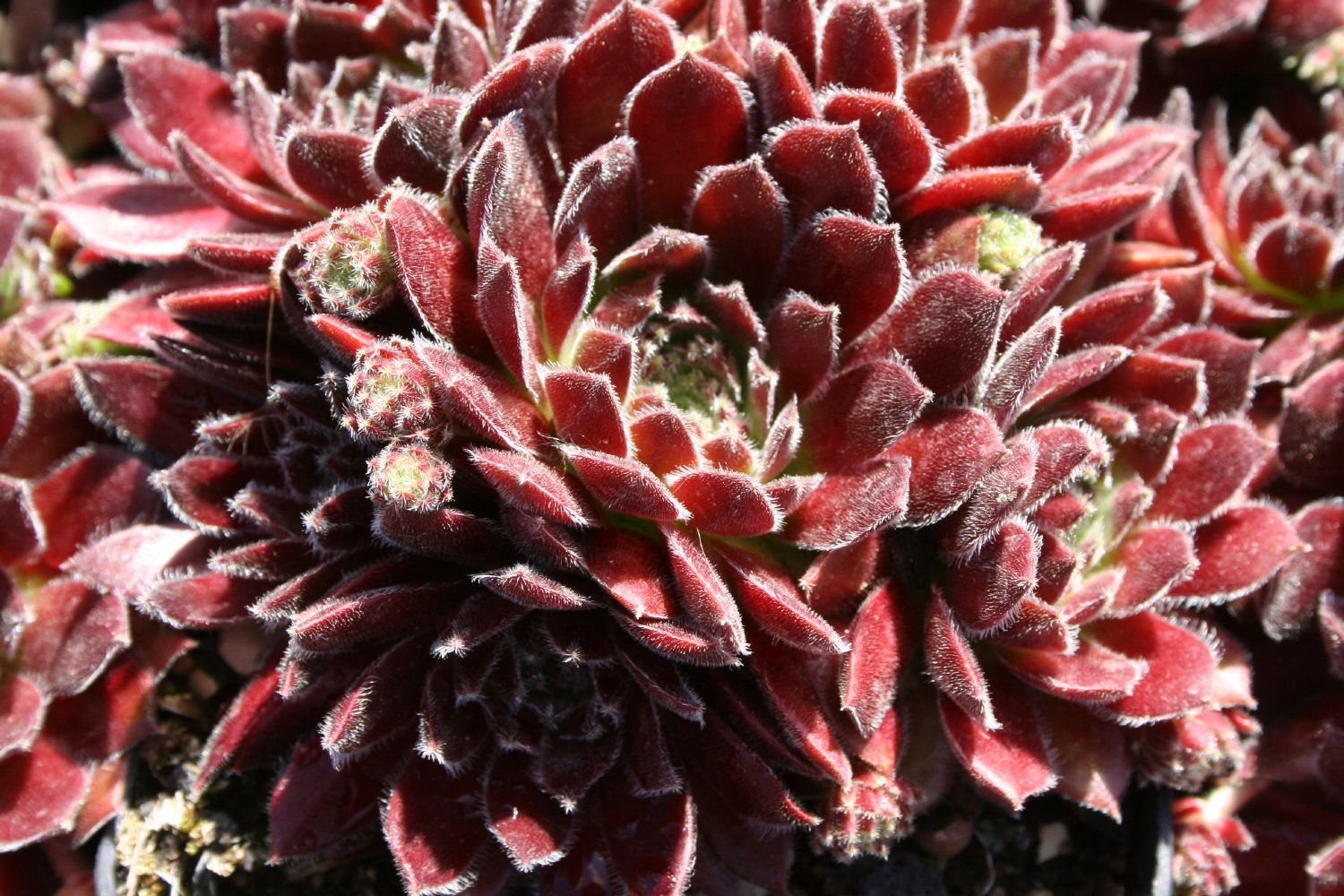 Sempervivum 'Isabella' Hauswurz