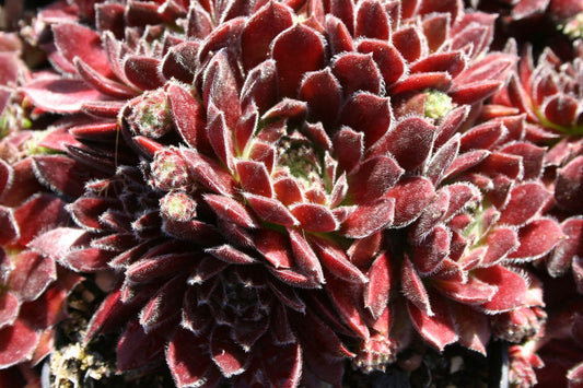 Sempervivum 'Isabella' Hauswurz