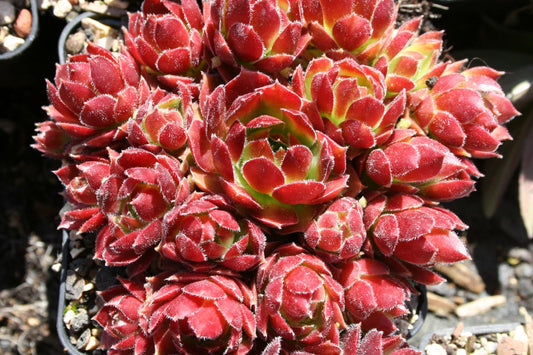 Sempervivum 'More Honey' Hauswurz