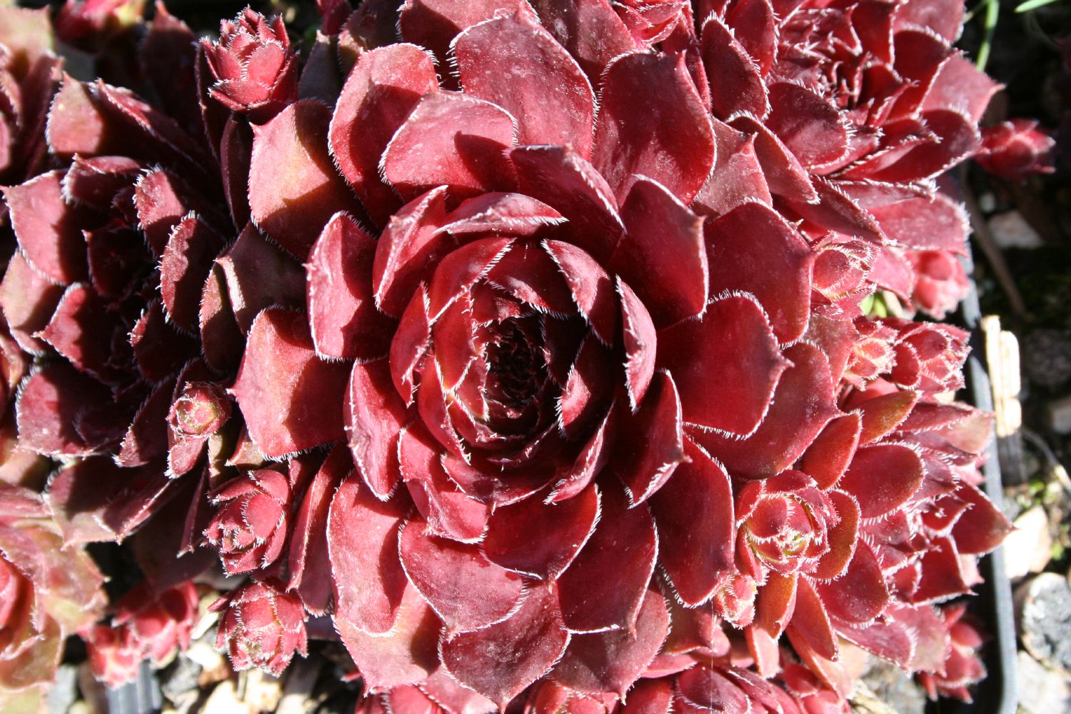 Sempervivum 'Nocturno' Hauswurz