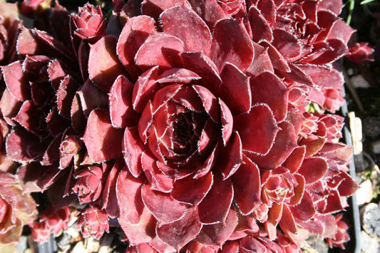 Sempervivum 'Nocturno' Hauswurz