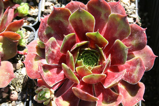 Sempervivum 'Orion' Hauswurz