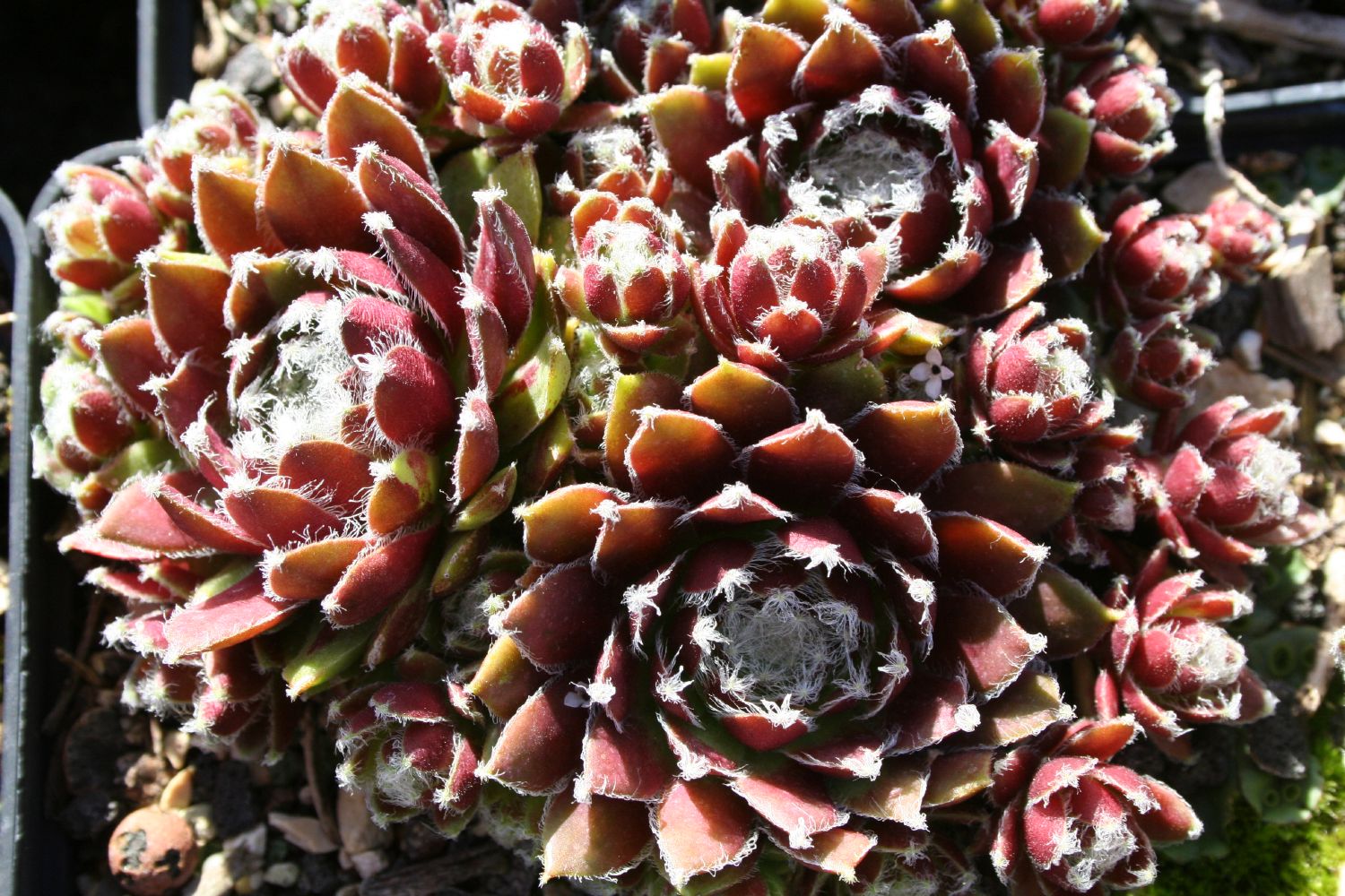 Sempervivum 'Silberkarneol' Hauswurz