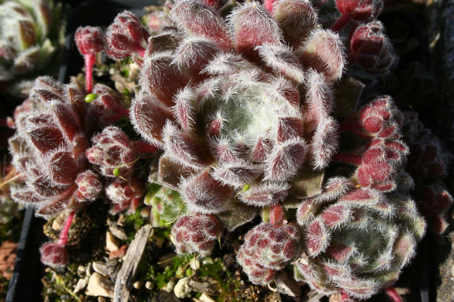 Sempervivum 'Silver Thaw' Hauswurz