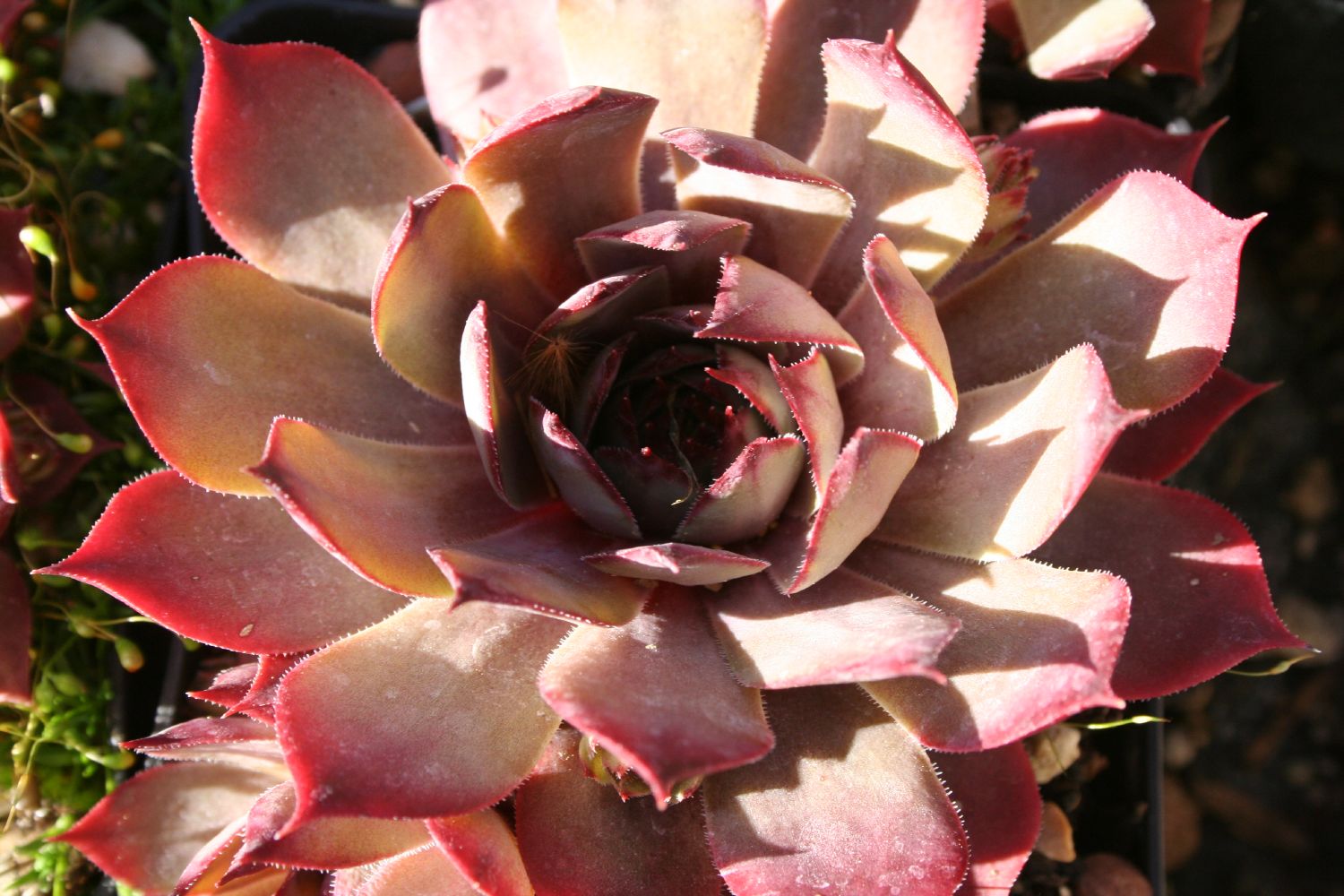 Sempervivum 'Twilight Blues' Hauswurz