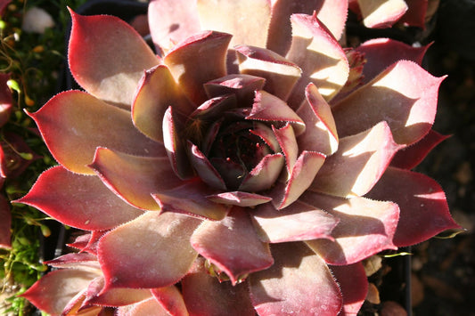 Sempervivum 'Twilight Blues' Hauswurz