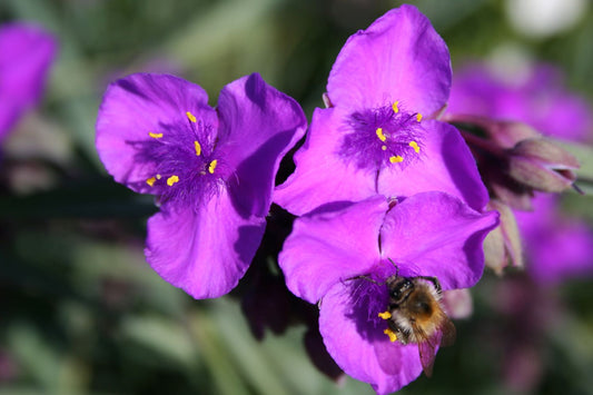 Tradescantia ohiensis 'Concorde Grape' Dreimasterblume