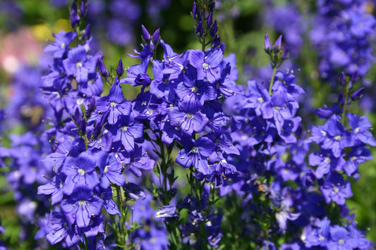 Veronica austriaca ssp. teucrium 'Knallblau' Ehrenpreis