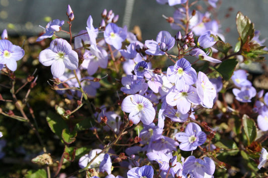 Veronica petraea 'Mme Mercier' Ehrenpreis