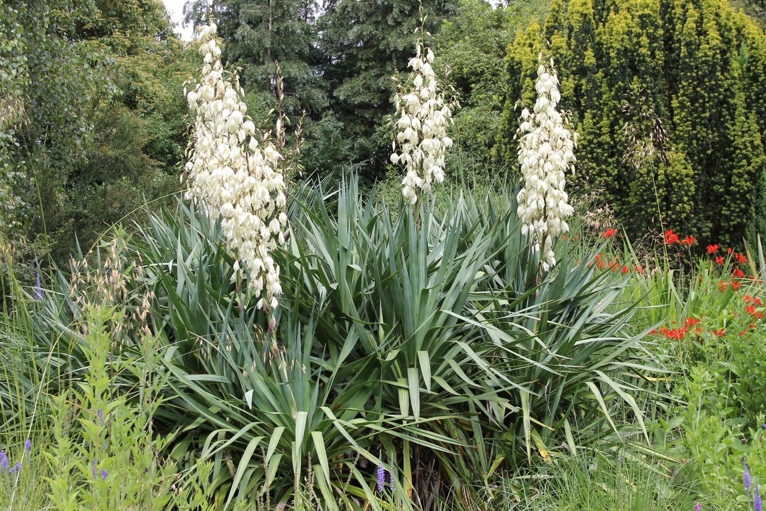 Yucca filamentosa Palmlilie