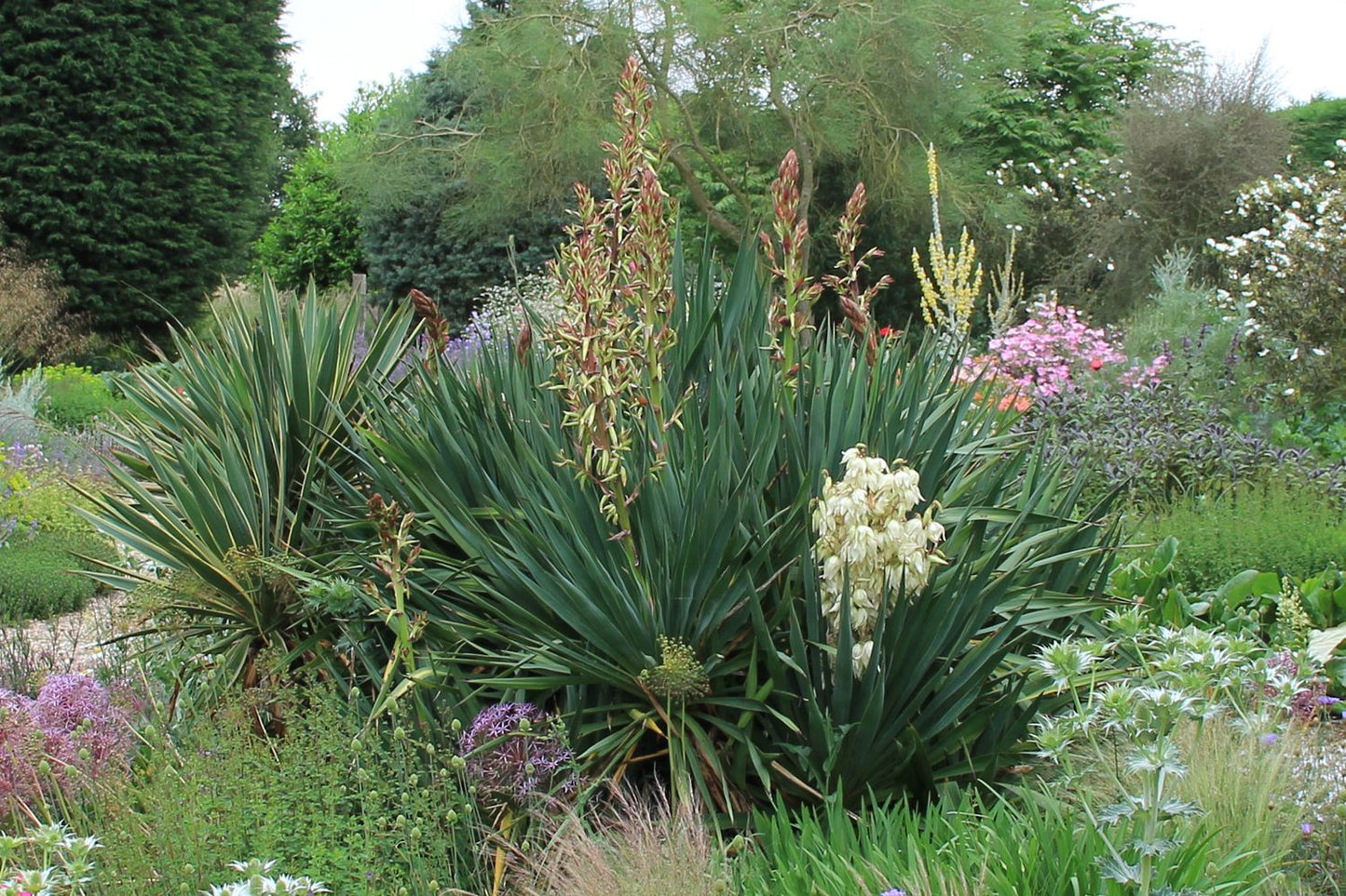 Yucca filamentosa (Palmlilie)