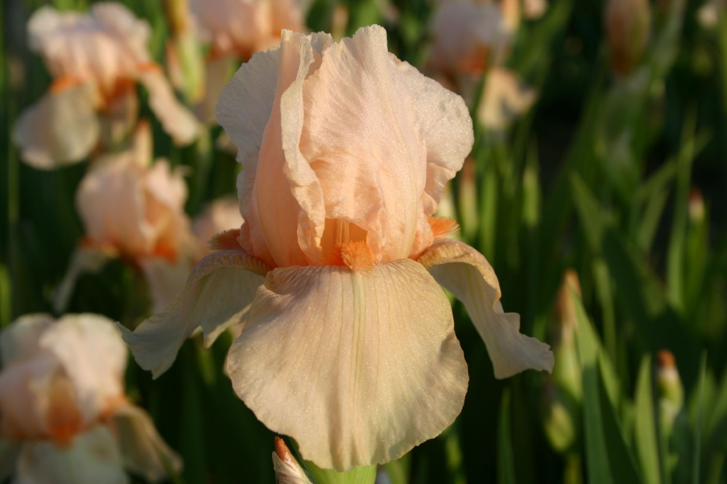 Iris Barbata-Elatior 'Aglaja von Stein' Hohe Bartschwertlilie