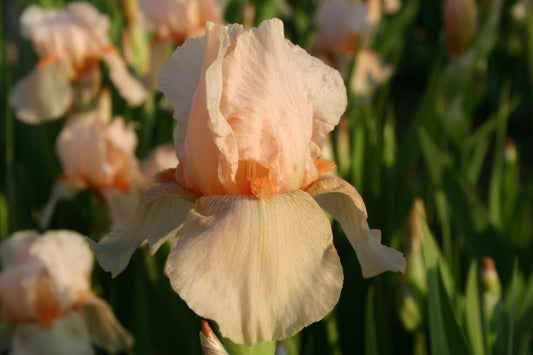 Iris Barbata-Elatior 'Aglaja von Stein' Hohe Bartschwertlilie