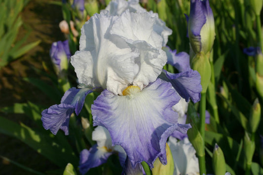 Iris Barbata-Elatior 'Alizes' Hohe Bartschwertlilie