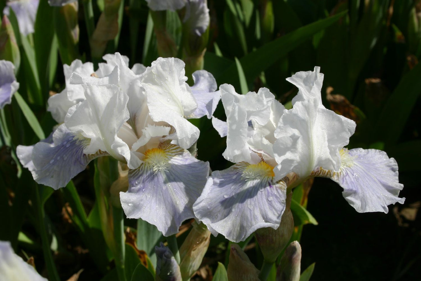 Iris Barbata-Media 'Antarctique' Mittelhohe Bartschwertlilie