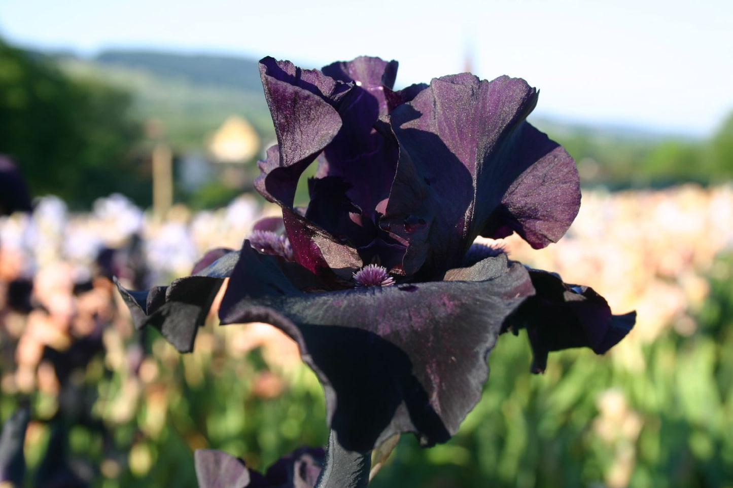 Iris Barbata-Elatior 'Before the Storm' Hohe Bartschwertlilie